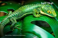 jalapa-establece-el-9-de-septiembre-como-el-dia-municipal-del-dragoncito,-una-especie-en-peligro-critico