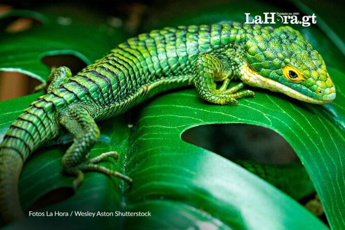 jalapa-establece-el-9-de-septiembre-como-el-dia-municipal-del-dragoncito,-una-especie-en-peligro-critico