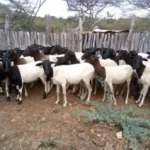 preocupacion-por-abigeato-y-robo-de-carne-ante-cercania-de-18-de-septiembre