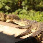 tres-especies-de-cocodrilianos-habitan-guatemala:-un-hallazgo-vuelve-a-ponerlas-en-el-foco