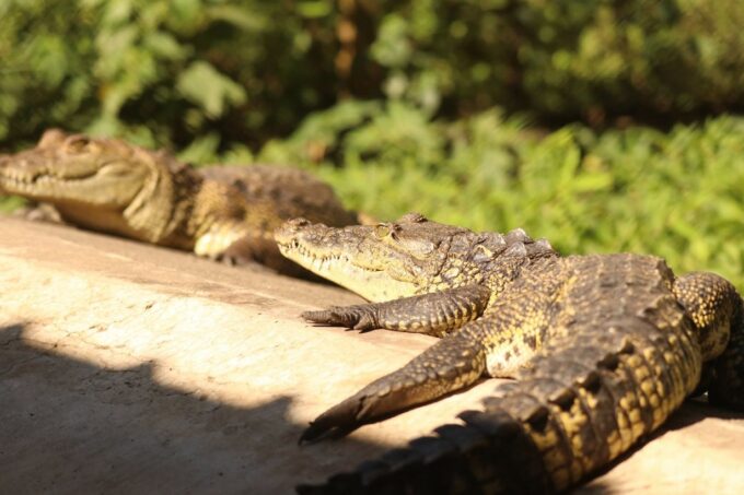 tres-especies-de-cocodrilianos-habitan-guatemala:-un-hallazgo-vuelve-a-ponerlas-en-el-foco