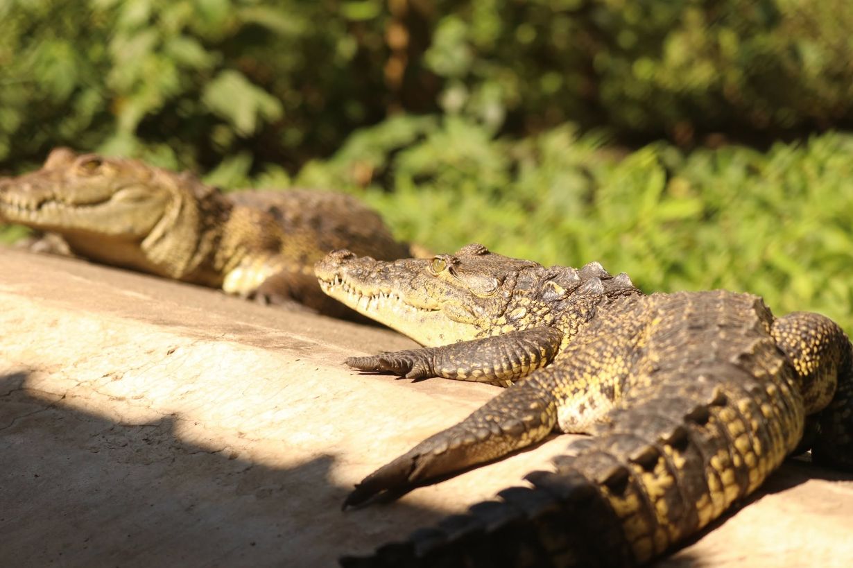 tres-especies-de-cocodrilianos-habitan-guatemala:-un-hallazgo-vuelve-a-ponerlas-en-el-foco