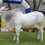 el-bovino-mas-pesado-de-la-expocruz-iguala-a-un-vehiculo