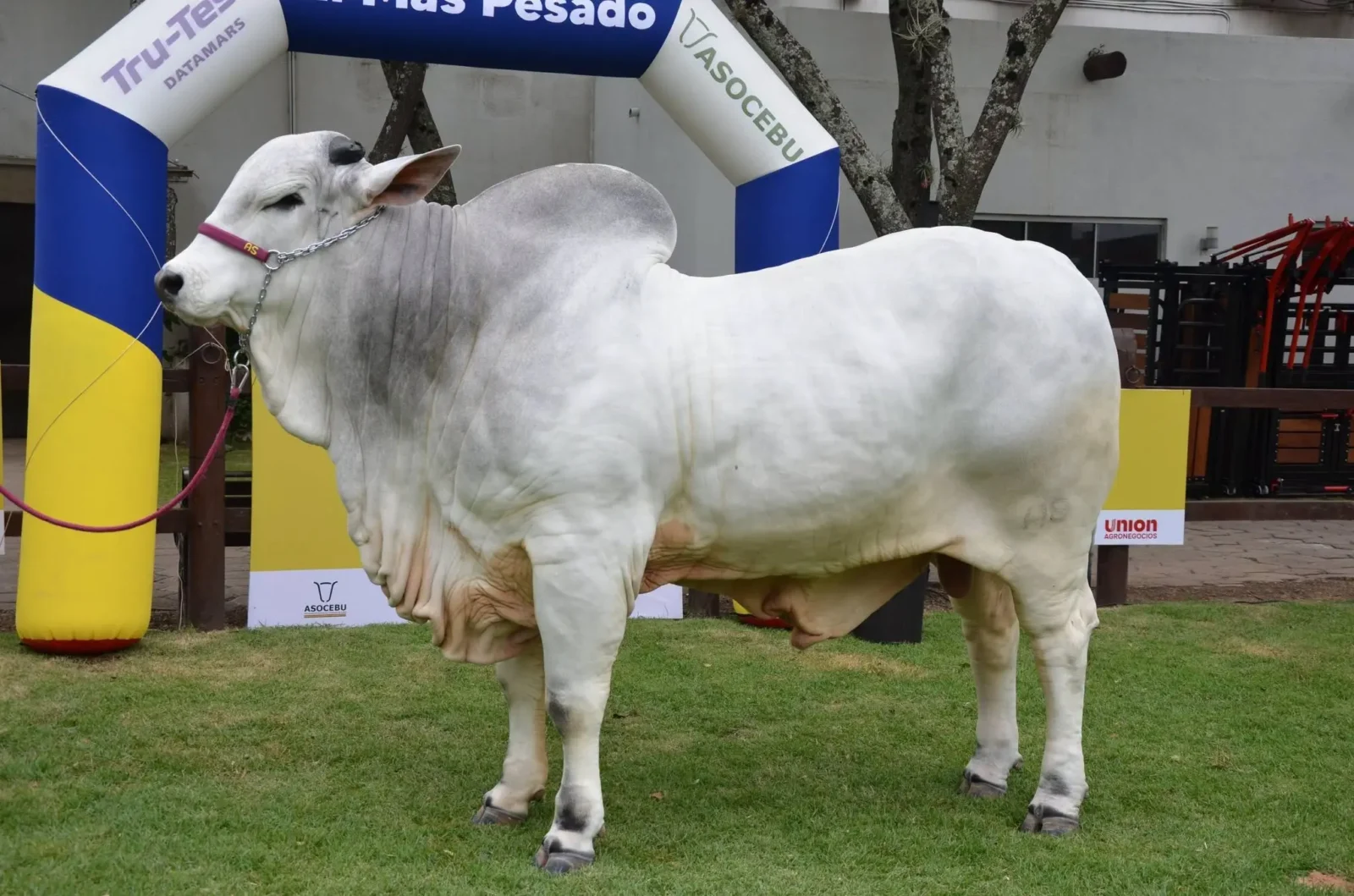 el-bovino-mas-pesado-de-la-expocruz-iguala-a-un-vehiculo