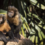 ‘paisagem-do-medo’-faz-macacos-e-elefantes-mudarem-rotas-para-evitar-cacadores