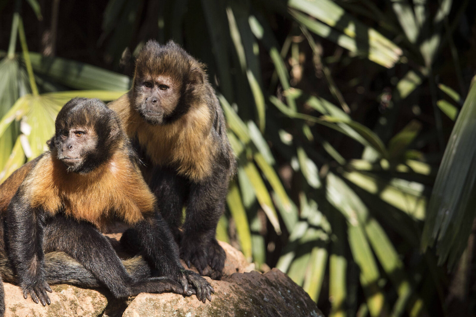 ‘paisagem-do-medo’-faz-macacos-e-elefantes-mudarem-rotas-para-evitar-cacadores