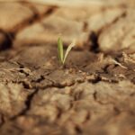 el-filtro-de-la-evolucion-en-un-agosto-record-en-el-planeta-y-la-ruleta-rusa-del-agro-uruguayo