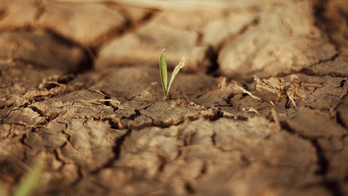 el-filtro-de-la-evolucion-en-un-agosto-record-en-el-planeta-y-la-ruleta-rusa-del-agro-uruguayo