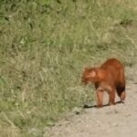 captan-las-imagenes-de-un-extrano-felino-en-los-bosques-de-tucuman