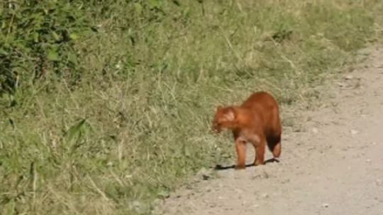 captan-las-imagenes-de-un-extrano-felino-en-los-bosques-de-tucuman