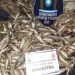 golpe-a-la-pesca-furtiva:-secuestraron-1.570-pejerreyes-y-redes-en-un-operativo