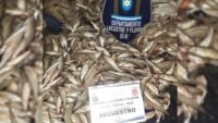 golpe-a-la-pesca-furtiva:-secuestraron-1.570-pejerreyes-y-redes-en-un-operativo