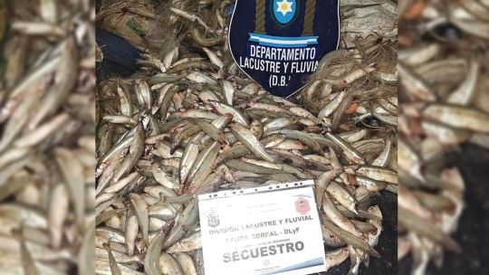 golpe-a-la-pesca-furtiva:-secuestraron-1.570-pejerreyes-y-redes-en-un-operativo