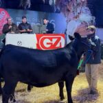 en-la-expo-rural-del-prado-una-ternera-angus-logro-un-valor-de-us$-21.600-en-el-remate-“campeonas”
