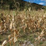 alerta-por-sequia-en-guatemala:-maga-explica-por-que-la-evaluacion-de-danos-se-activo-de-forma-tardia