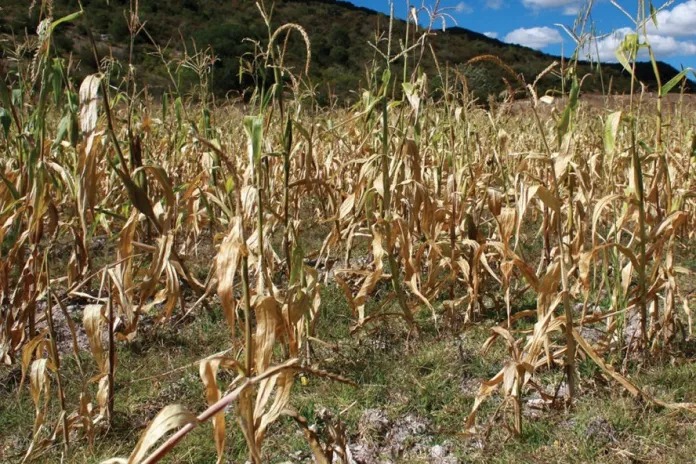 alerta-por-sequia-en-guatemala:-maga-explica-por-que-la-evaluacion-de-danos-se-activo-de-forma-tardia