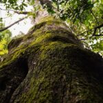caravana-ambiental-midio-ocho-gigantescos-arboles