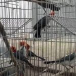rescatan-a-una-gran-cantidad-de-aves-silvestres-transportadas-de-forma-clandestina