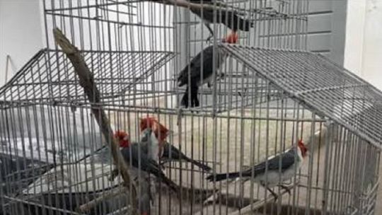 rescatan-a-una-gran-cantidad-de-aves-silvestres-transportadas-de-forma-clandestina