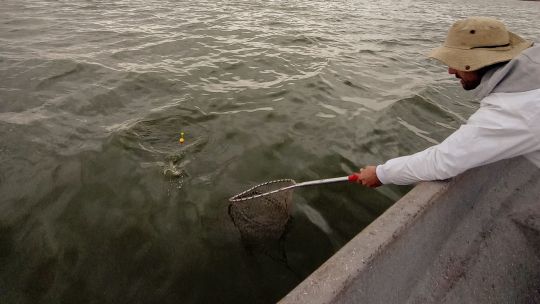 veda-del-pejerrey-2026:-dias-habilitados,-lagunas,-cupos-y-todo-lo-que-debe-saber-el-pescador