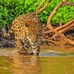 gran-experiencia-en-brasil-visitando-el-reino-del-jaguar-en-el-mato-grosso