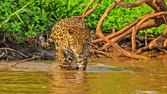 gran-experiencia-en-brasil-visitando-el-reino-del-jaguar-en-el-mato-grosso