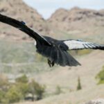 el-condor-kurruf-vuela-en-libertad-por-segunda-vez-en-los-cielos-de-la-patagonia