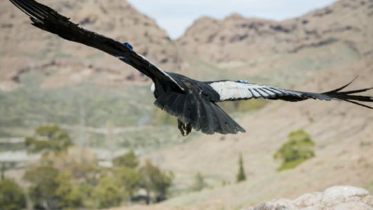 el-condor-kurruf-vuela-en-libertad-por-segunda-vez-en-los-cielos-de-la-patagonia