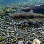 el-enigma-de-los-peces-nativos-de-tierra-del-fuego:-especies-que-la-ciencia-todavia-busca-conocer