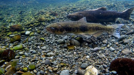 el-enigma-de-los-peces-nativos-de-tierra-del-fuego:-especies-que-la-ciencia-todavia-busca-conocer