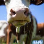carne-vacuna:-el-gobierno-anuncio-que-agoto-antes-de-lo-previsto-el-cupo-ampliado-para-exportar-a-eeuu