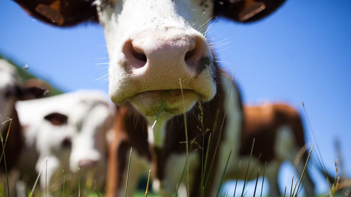 carne-vacuna:-el-gobierno-anuncio-que-agoto-antes-de-lo-previsto-el-cupo-ampliado-para-exportar-a-eeuu