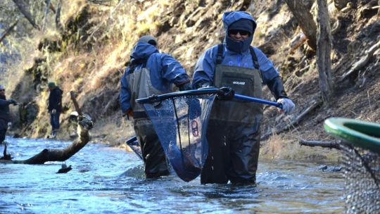 la-ruta-de-las-truchas:-como-tierra-del-fuego-prepara-el-repoblamiento-de-sus-rios-y-lagos