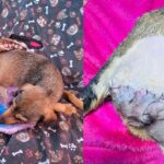 cadela-e-encontrada-com-perna-decepada-em-apucarana-e-caso-levanta-suspeita-de-maus-tratos