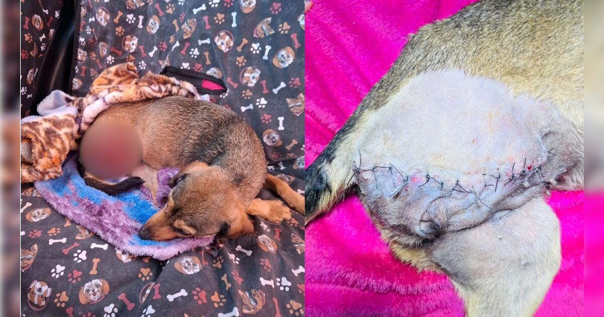 cadela-e-encontrada-com-perna-decepada-em-apucarana-e-caso-levanta-suspeita-de-maus-tratos