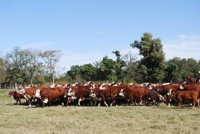 la-genetica-bovina-se-consolida-como-una-ventaja-competitiva-para-paraguay