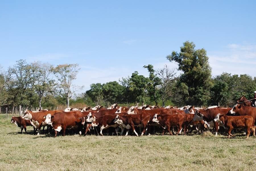 la-genetica-bovina-se-consolida-como-una-ventaja-competitiva-para-paraguay