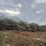 itacurubi:-exigen-freno-a-las-quemas-y-al-cultivo-masivo-en-rubio-nu