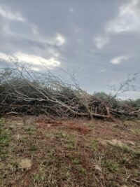itacurubi:-exigen-freno-a-las-quemas-y-al-cultivo-masivo-en-rubio-nu