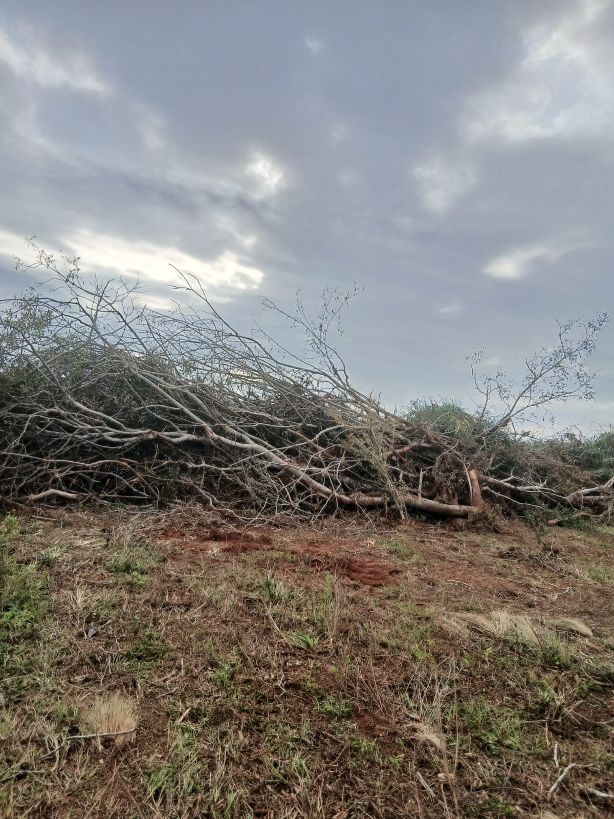 itacurubi:-exigen-freno-a-las-quemas-y-al-cultivo-masivo-en-rubio-nu