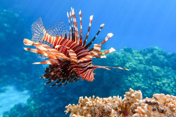 porto-seguro-(ba)-oferece-recompensa-a-pescadores-por-captura-de-peixe-leao