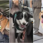 ¡con-el-olfato-en-la-prevencion!-spot,-noemi-y-franco-se-suman-a-despliegues-de-carabineros-en-estas-fiestas-patrias
