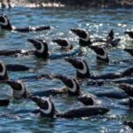 asi-trasladaron-a-los-43-pinguinos-del-aquarium-mar-del-plata-a-un-refugio-en-rio-negro