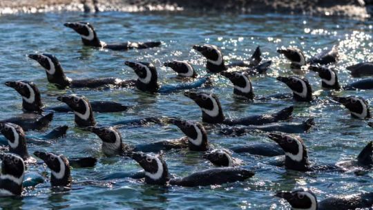 asi-trasladaron-a-los-43-pinguinos-del-aquarium-mar-del-plata-a-un-refugio-en-rio-negro