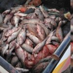 pesca-furtiva:-secuestran-unas-100-truchas-y-mas-de-300-percas-en-chubut