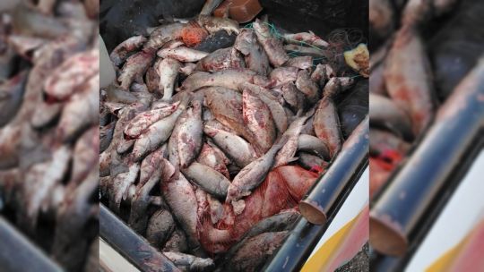 pesca-furtiva:-secuestran-unas-100-truchas-y-mas-de-300-percas-en-chubut