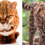 el-gato-tilcayo:-descubren-una-nueva-especie-de-felino-en-los-yungas-de-bolivia