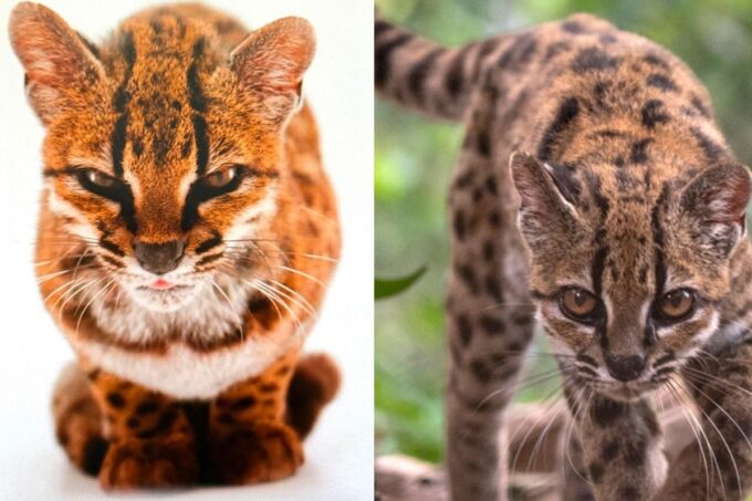 el-gato-tilcayo:-descubren-una-nueva-especie-de-felino-en-los-yungas-de-bolivia