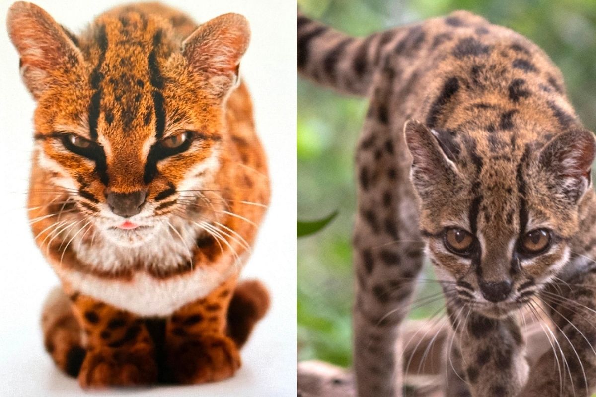 el-gato-tilcayo:-descubren-una-nueva-especie-de-felino-en-los-yungas-de-bolivia