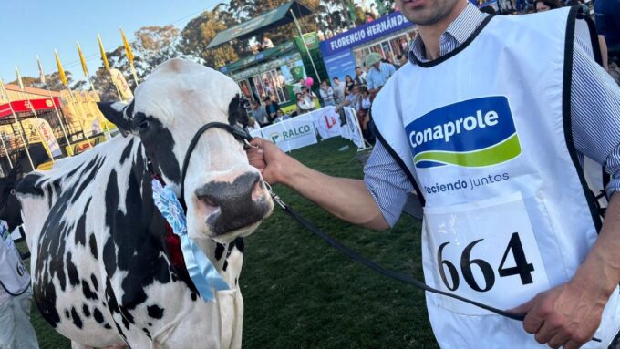 la-mejor-holando-del-prado,-una-vaca-que-da-mas-de-50-litros-y-que-“el-ano-que-viene-va-a-estar-todavia-mejor”